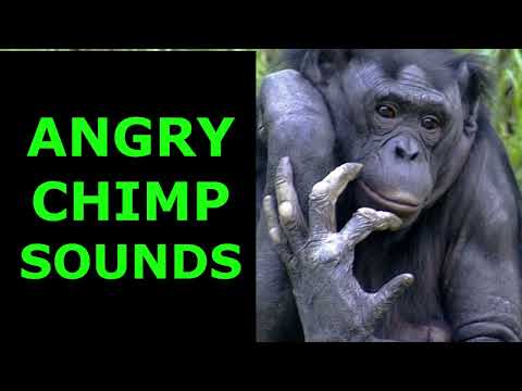 Angry Chimp Sounds(Satisfying)