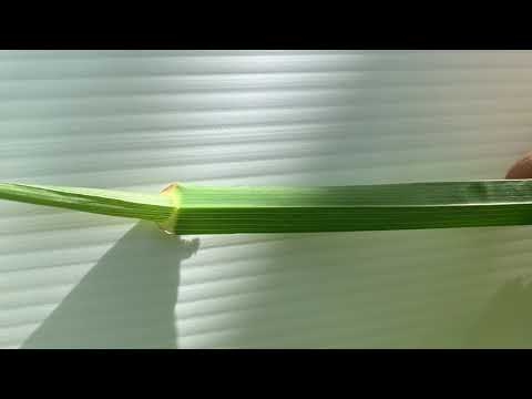 1  6 Wiesenblumen und Gräser 28 5 2021 | Blüten, Fruchtstand von Gräser entdecken  Knaulgras