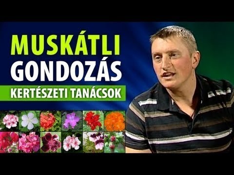 Férgek elleni gyógyszer ha szoptat