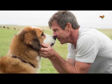 Lasse Hallström-film anklagas för djurplågeri