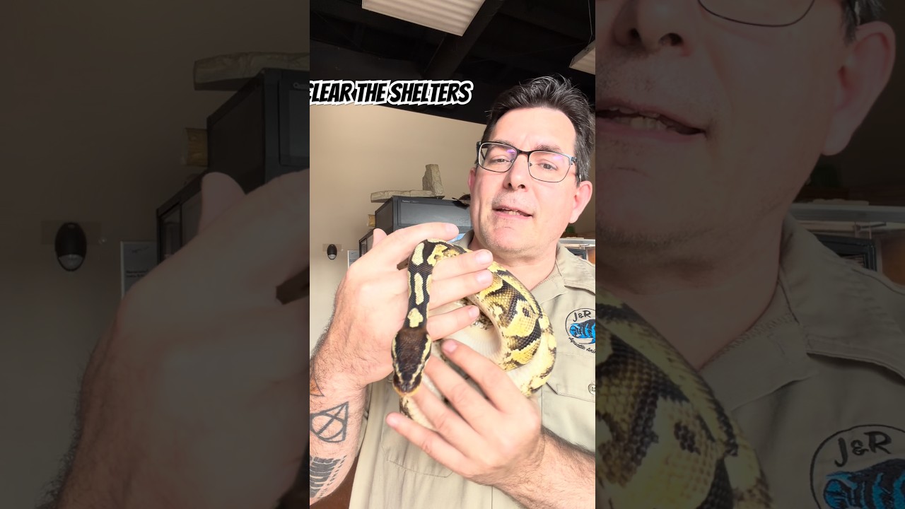 Enlarge Missy Elliot the Ball Python, a Adoptable Ball Python in Neenah, WI video 2/2