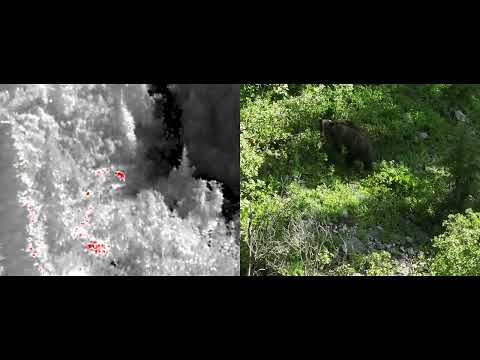 Grizzly bear on thermal