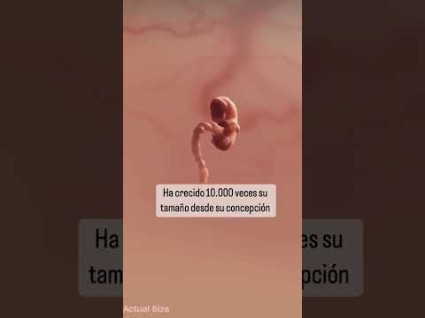 Desarrollo del bebé a las 7 semanas ❤️