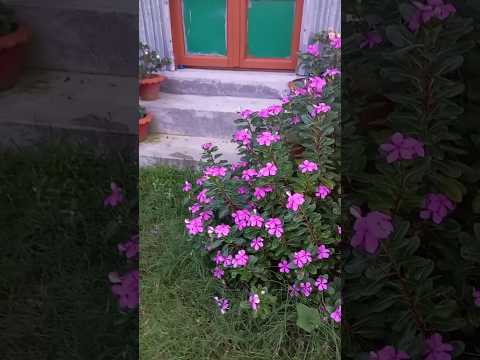 we#flowers#nature sharmin sumi 9267pls subscrip🇧🇩🌹🥀🌺