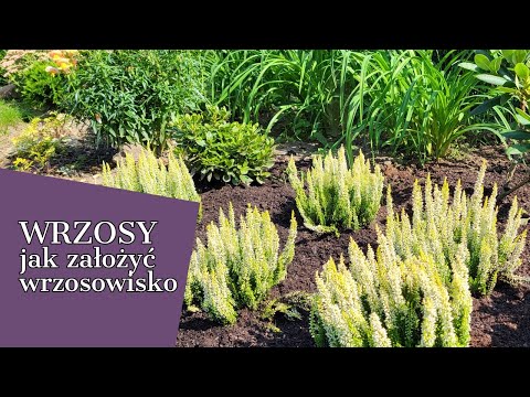 SADZĘ WRZOSY 🌿 JAK ZAŁOŻYĆ WRZOSOWISKO 🌿