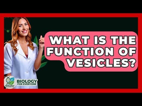 What Is The Function Of Vesicles? - Biology For Everyone