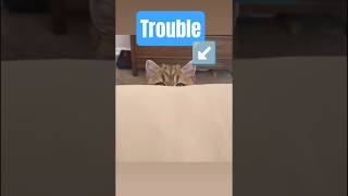 IF YOU'RE LOOKING FOR TROUBLE 😂 #cute #funny #cat #sweet #shorts #foryou #fyp #jokes #youtubeshorts 
