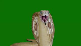 Download lagu Golden Snake Attack Animation Green screen background || snake green screen mp3 Download lagu Golden Snake Attack Animation Green screen background || snake green screen mp3