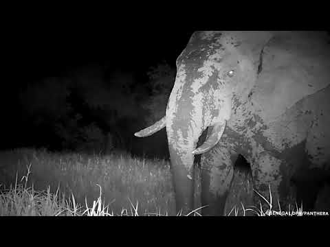 “Ghost Elephant” of Niokolo-Koba National Park, Senegal Captured on Video