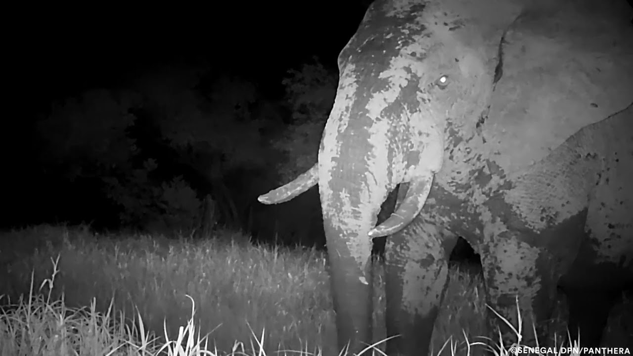 “Ghost Elephant” of Niokolo-Koba National Park, Senegal Captured on Video