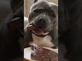Tiny Dog Cries For Meat 😂 #dog #funnyanimals #pets #funnydogs #shortsfeed #viralshort