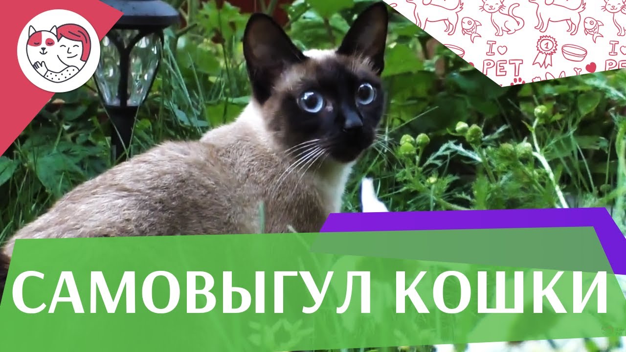 4 секрета организации правильного самовыгула кошки на ilikepet