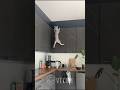 Cat’s Epic Mouse Hunt Ends in Total Disaster 🐱💥🧀