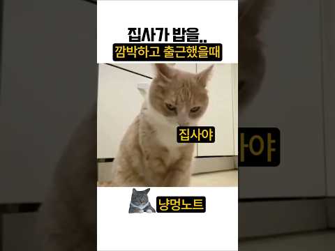 집사야?.. 홈캠 보고 있음 튀어 와라