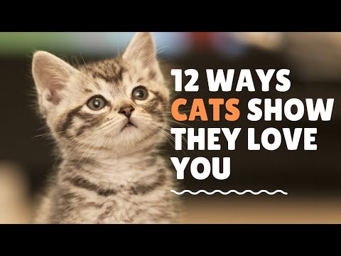 12 WAYS CATS SHOW THEY LOVE YOU | Animal Globe
