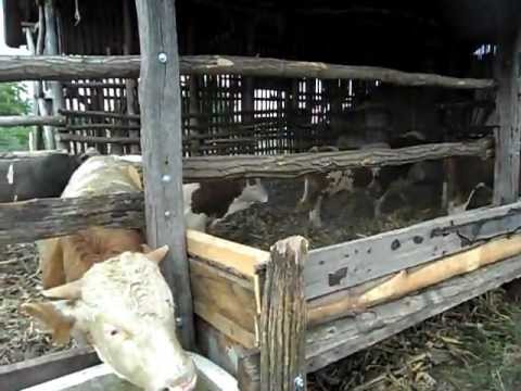 szarvasmarhák kezelése férgektől