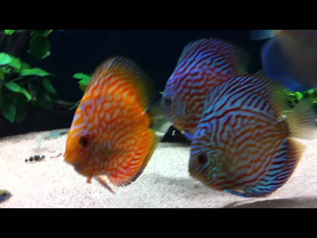 Discus and Apisto Tank