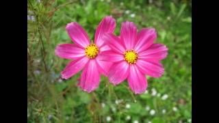 Vortrag von Nicholas Wulf Kleine Aster von Gottfried Benn