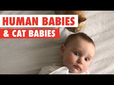 Human babies and cat babies