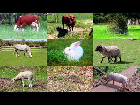 Farm animals in Spanish for children (with videos)