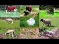 Animales De Granja Para Niños Con Vídeos