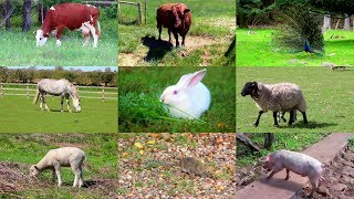 Animales de Granja para niños (con vídeos)