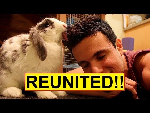 YouTube video about: How do rabbits show affection to humans?