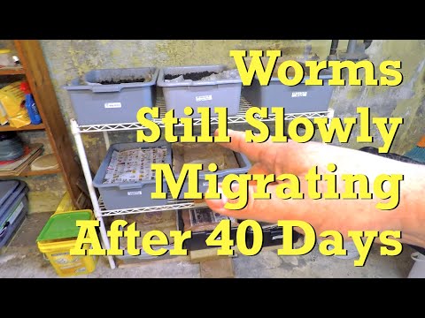 Day 40 of slow horizontal migration in two worm bins - vermicompost