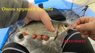 Ловля плотвы весной на чудском озере