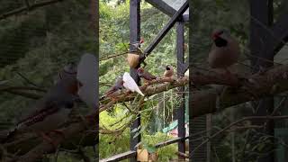 Download lagu Kandang Burung Pipit Luar Ruangan Besar mp3