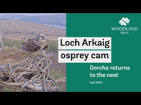 Dorcha returns to the nest - Loch Arkaig osprey cam highlights