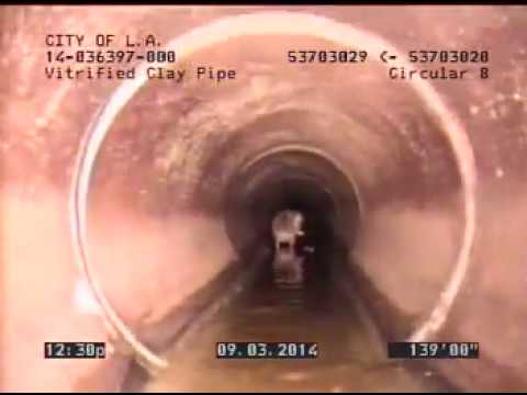 Huge Sewer Rat  MASTER SPLINTER ? caught live on video tape in a Sewer
