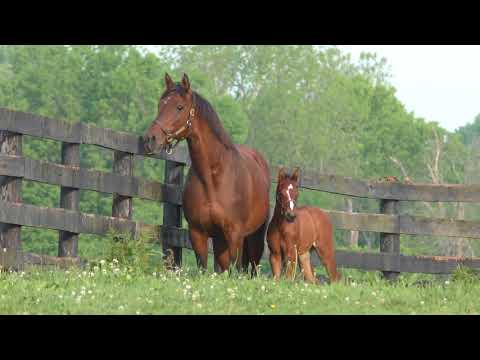 A Very Forward Filly!