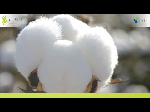 World Cotton day - Yunus Textile Mills Celebrates World Cotton Day>