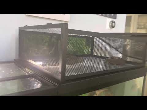 Above Tank Basking Area for Turtle Review