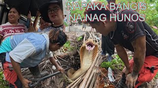 MABALASIK NA COBRA ANG NA ENCOUNTER