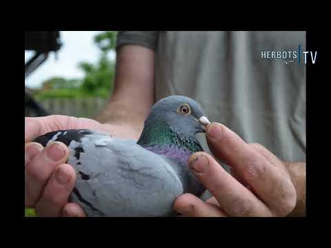 Boonen Johan ( Buggenum – NL ) 1st National Barcelona 4.919 old birds The Netherlands 2021