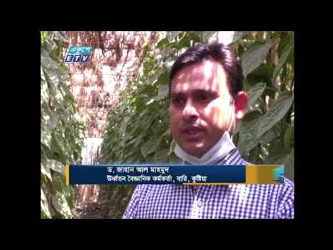জৈব বালাইনাশক ব্যবহার করে সাফল্য পেয়েছেন কুষ্টিয়ার পানচাষীরা