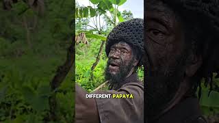 Download lagu lots of papaya #jamaica #reggae #nature mp3