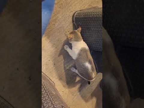 Cat Eating Video ....😻😋❤️♥️♥️