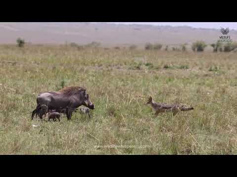 A Dramatic Hunt : Warthog Family vs A Pair of Jackals