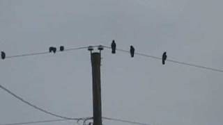 Justin Bowman - Fourth Time Around