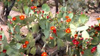 Io e te - Roberto Durkovic