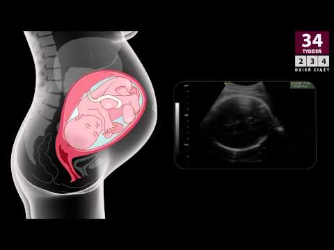Kalendarz ciąży - 34 tydzień ciąży (36 tydzień od ostatniej miesiączki)