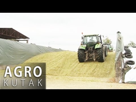 Agro Kutak 26 - Silaža