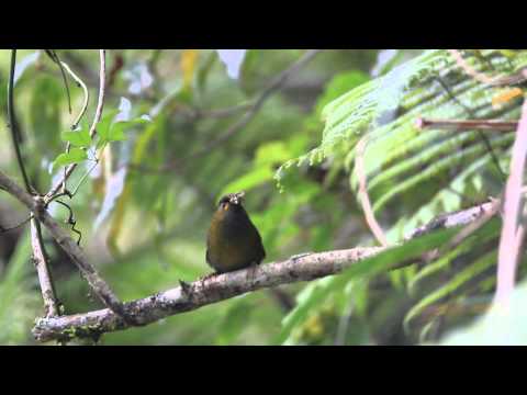 Minla olivová (Liocichla steerii) — video o speve a chove