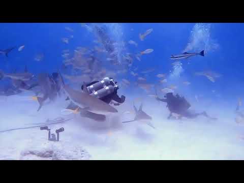 Me (doubles) Getting Tangled in the Line During Tiger Shark Feeding Frenzy