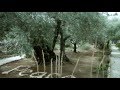 Bill Perkins - Trees of Gethsemane