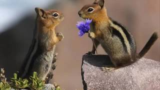 Download lagu Mishary Rashid Al Afasy   Adfaita 640x360 mp3