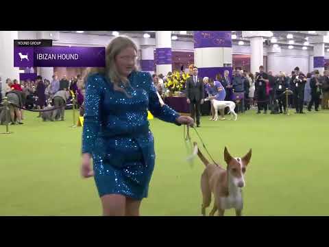 Ibizan Hound | Breed Judging 2025